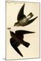 Rough Winged Swallow-John James Audubon-Mounted Art Print