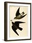 Rough Winged Swallow-John James Audubon-Framed Art Print