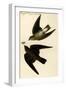 Rough Winged Swallow-John James Audubon-Framed Art Print