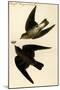 Rough Winged Swallow-John James Audubon-Mounted Art Print