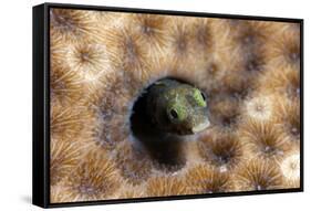 Roughhead Blenny (Acanthemblemaria Aspera), Dominica, West Indies, Caribbean, Central America-Lisa Collins-Framed Stretched Canvas