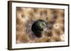 Roughhead Blenny (Acanthemblemaria Aspera), Dominica, West Indies, Caribbean, Central America-Lisa Collins-Framed Photographic Print