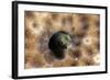 Roughhead Blenny (Acanthemblemaria Aspera), Dominica, West Indies, Caribbean, Central America-Lisa Collins-Framed Photographic Print