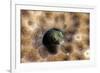 Roughhead Blenny (Acanthemblemaria Aspera), Dominica, West Indies, Caribbean, Central America-Lisa Collins-Framed Photographic Print