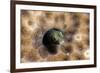 Roughhead Blenny (Acanthemblemaria Aspera), Dominica, West Indies, Caribbean, Central America-Lisa Collins-Framed Photographic Print