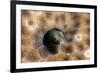 Roughhead Blenny (Acanthemblemaria Aspera), Dominica, West Indies, Caribbean, Central America-Lisa Collins-Framed Photographic Print