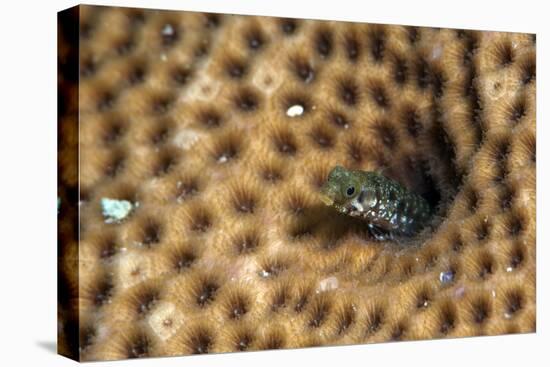 Roughhead Blenny (Acanthemblemaria Aspera), Dominica, West Indies, Caribbean, Central America-Lisa Collins-Stretched Canvas