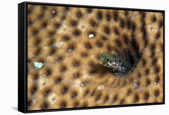 Roughhead Blenny (Acanthemblemaria Aspera), Dominica, West Indies, Caribbean, Central America-Lisa Collins-Framed Stretched Canvas