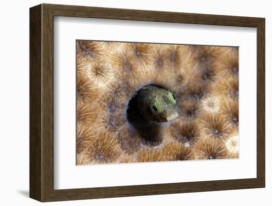 Roughhead Blenny (Acanthemblemaria Aspera), Dominica, West Indies, Caribbean, Central America-Lisa Collins-Framed Photographic Print