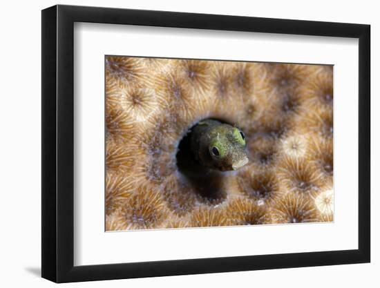 Roughhead Blenny (Acanthemblemaria Aspera), Dominica, West Indies, Caribbean, Central America-Lisa Collins-Framed Photographic Print