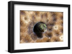 Roughhead Blenny (Acanthemblemaria Aspera), Dominica, West Indies, Caribbean, Central America-Lisa Collins-Framed Photographic Print