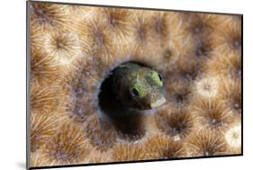 Roughhead Blenny (Acanthemblemaria Aspera), Dominica, West Indies, Caribbean, Central America-Lisa Collins-Mounted Photographic Print