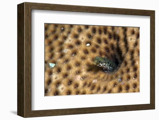 Roughhead Blenny (Acanthemblemaria Aspera), Dominica, West Indies, Caribbean, Central America-Lisa Collins-Framed Photographic Print