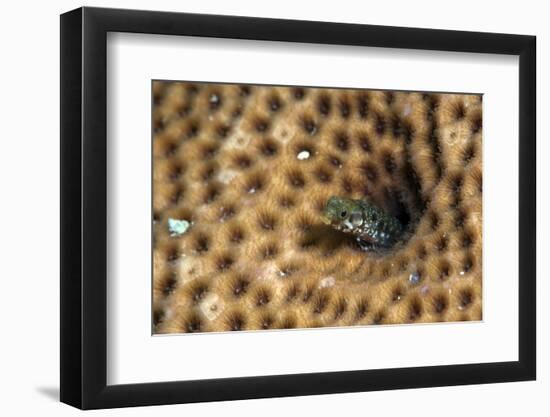 Roughhead Blenny (Acanthemblemaria Aspera), Dominica, West Indies, Caribbean, Central America-Lisa Collins-Framed Photographic Print