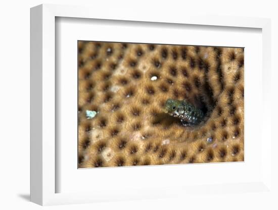 Roughhead Blenny (Acanthemblemaria Aspera), Dominica, West Indies, Caribbean, Central America-Lisa Collins-Framed Photographic Print