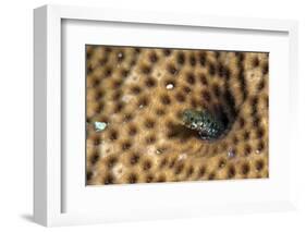 Roughhead Blenny (Acanthemblemaria Aspera), Dominica, West Indies, Caribbean, Central America-Lisa Collins-Framed Photographic Print