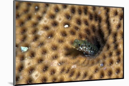 Roughhead Blenny (Acanthemblemaria Aspera), Dominica, West Indies, Caribbean, Central America-Lisa Collins-Mounted Photographic Print