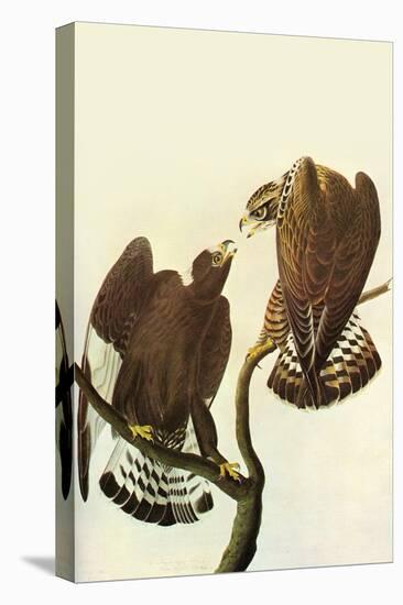 Roughlegged Hawk-John James Audubon-Stretched Canvas