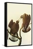 Roughlegged Hawk-John James Audubon-Framed Stretched Canvas