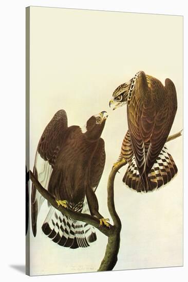 Roughlegged Hawk-John James Audubon-Stretched Canvas
