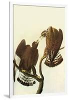 Roughlegged Hawk-John James Audubon-Framed Art Print