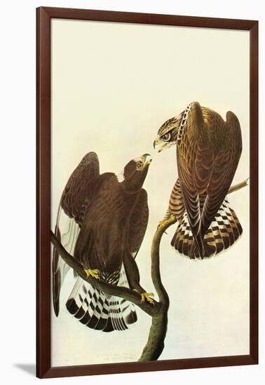 Roughlegged Hawk-John James Audubon-Framed Art Print