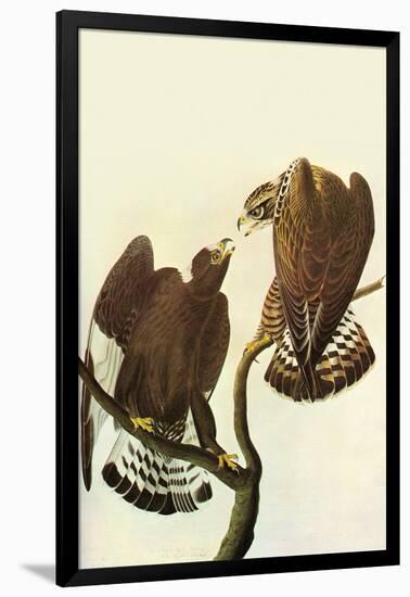 Roughlegged Hawk-John James Audubon-Framed Art Print