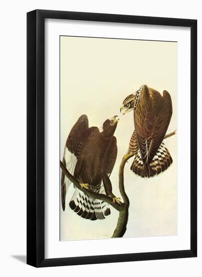 Roughlegged Hawk-John James Audubon-Framed Art Print