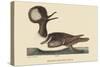 Round Crested Duck-Mark Catesby-Stretched Canvas