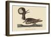 Round Crested Duck-Mark Catesby-Framed Art Print