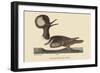 Round Crested Duck-Mark Catesby-Framed Art Print