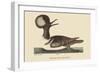 Round Crested Duck-Mark Catesby-Framed Art Print