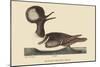 Round Crested Duck-Mark Catesby-Mounted Art Print