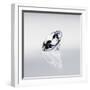 Round Cut Diamond-null-Framed Photographic Print