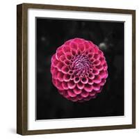 Round Dahlia 2020 (photograph)-Ant Smith-Framed Photographic Print