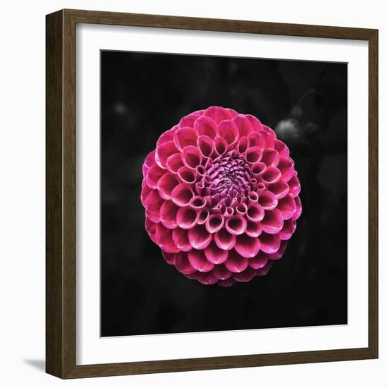 Round Dahlia 2020 (photograph)-Ant Smith-Framed Photographic Print