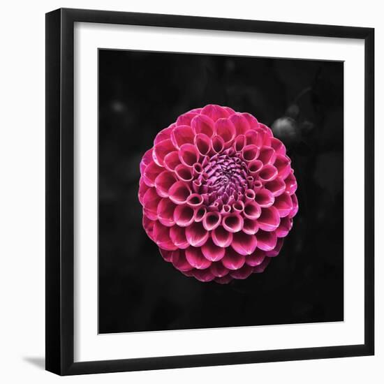 Round Dahlia 2020 (photograph)-Ant Smith-Framed Photographic Print