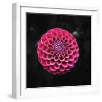 Round Dahlia 2020 (photograph)-Ant Smith-Framed Photographic Print