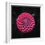 Round Dahlia 2020 (photograph)-Ant Smith-Framed Photographic Print