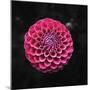 Round Dahlia 2020 (photograph)-Ant Smith-Mounted Photographic Print