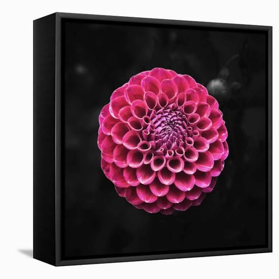 Round Dahlia 2020 (photograph)-Ant Smith-Framed Stretched Canvas