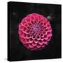Round Dahlia 2020 (photograph)-Ant Smith-Stretched Canvas