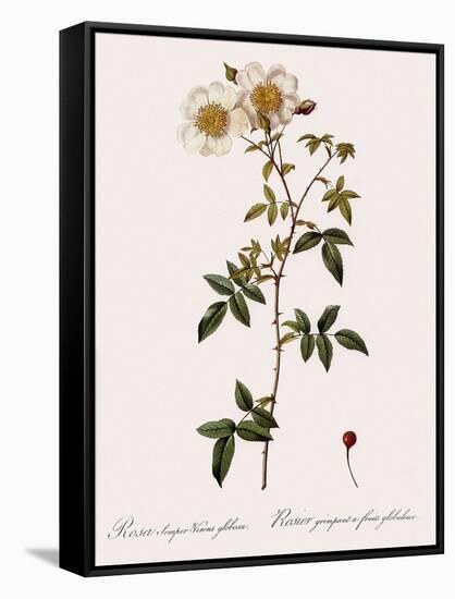 Round-Fruited Evergreen Rose-Pierre Joseph Redoute-Framed Stretched Canvas