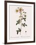Round-Fruited Evergreen Rose-Pierre Joseph Redoute-Framed Giclee Print