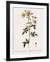 Round-Fruited Evergreen Rose-Pierre Joseph Redoute-Framed Giclee Print