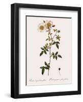 Round-Fruited Evergreen Rose-Pierre Joseph Redoute-Framed Giclee Print