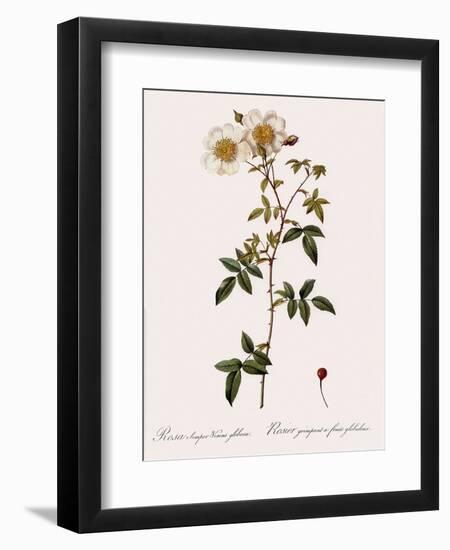 Round-Fruited Evergreen Rose-Pierre Joseph Redoute-Framed Giclee Print