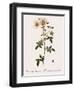 Round-Fruited Evergreen Rose-Pierre Joseph Redoute-Framed Giclee Print