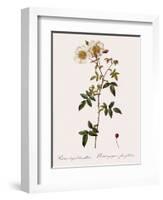 Round-Fruited Evergreen Rose-Pierre Joseph Redoute-Framed Giclee Print