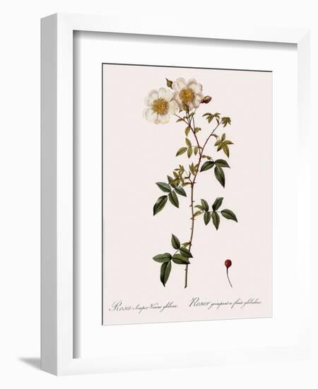 Round-Fruited Evergreen Rose-Pierre Joseph Redoute-Framed Giclee Print